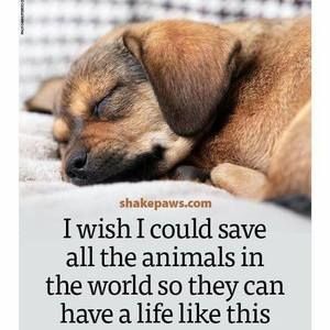 Meet your Posher, Cara